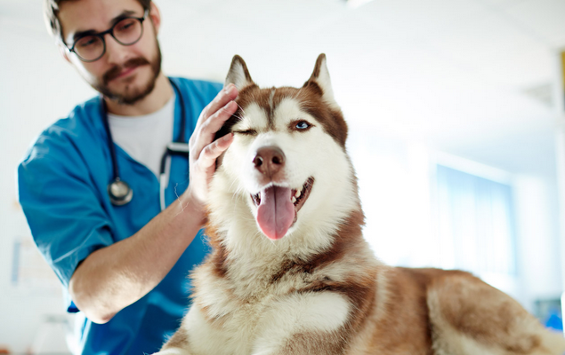 Veterinário