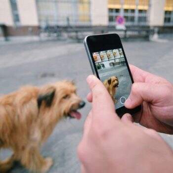 Apps para Pets