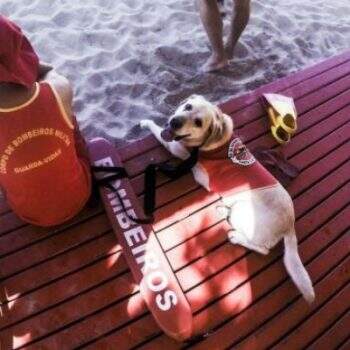 cão